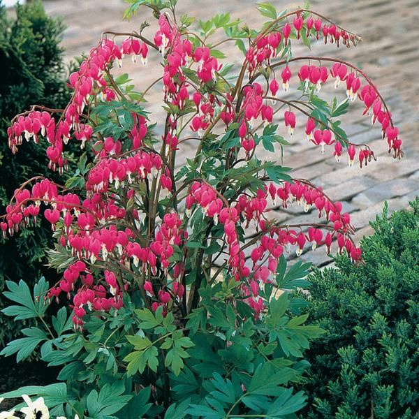 Bleeding heart deals flower